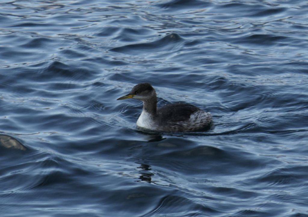 Svasso collorosso (Podiceps grisegena)